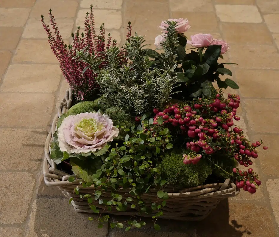 Coupe plantes basse