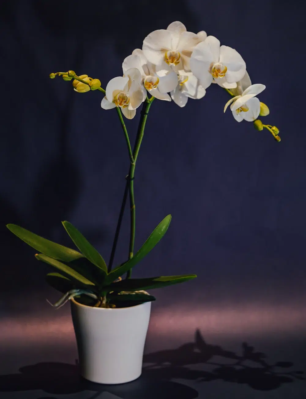 Orchidee-Phalaenopsis