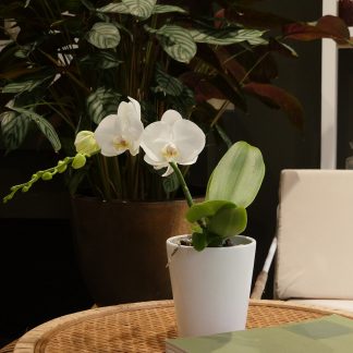 Orchidée Phalaenopsis 1 tige