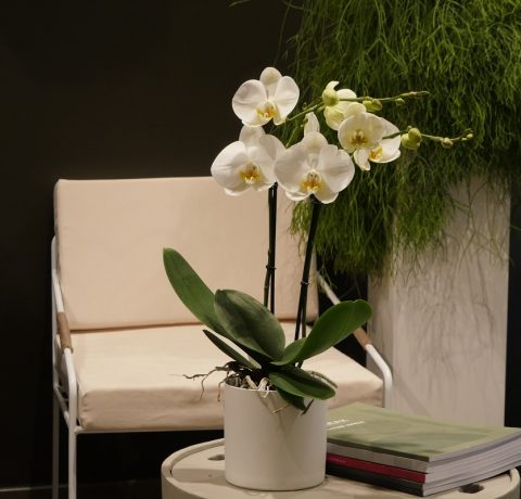 Orchidée Phalaenopsis plante