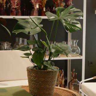 Philodendron